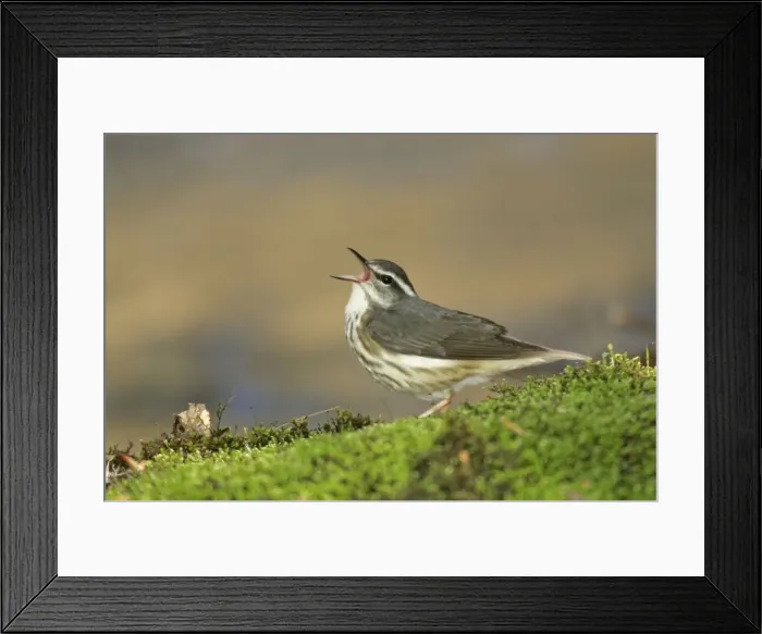Framed Print : Louisiana Waterthrush - Singing. Connecticut, USA Framed Print : Louisiana Waterthrush - Singing. Connecticut, USA