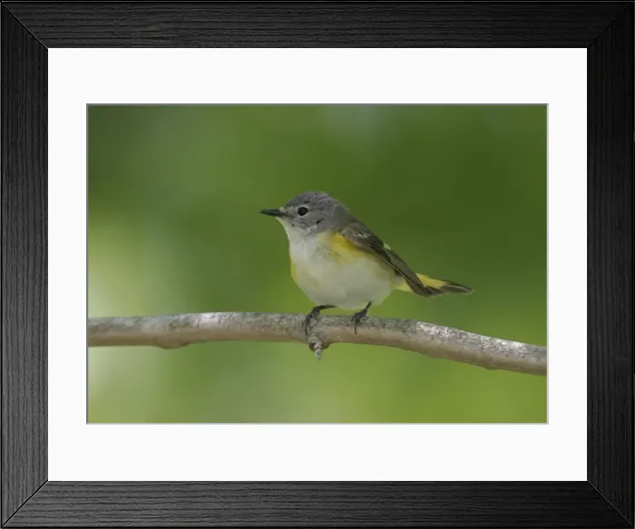 Framed Print : American Redstart - female Framed Print : American Redstart - female