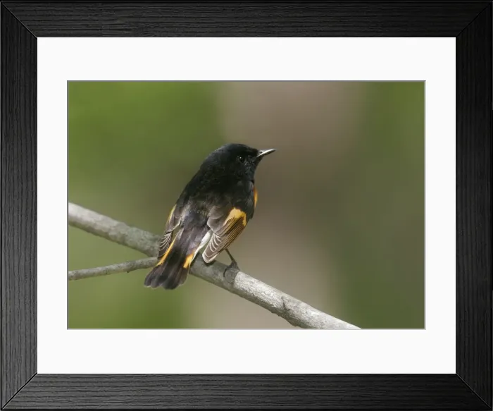 Framed Print : American Redstart - male Framed Print : American Redstart - male
