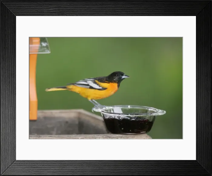 Framed Print : Baltimore Oriliole - male, eating grape jelly Hamden, Connecticut Framed Print : Baltimore Oriliole - male, eating grape jelly Hamden, Connecticut