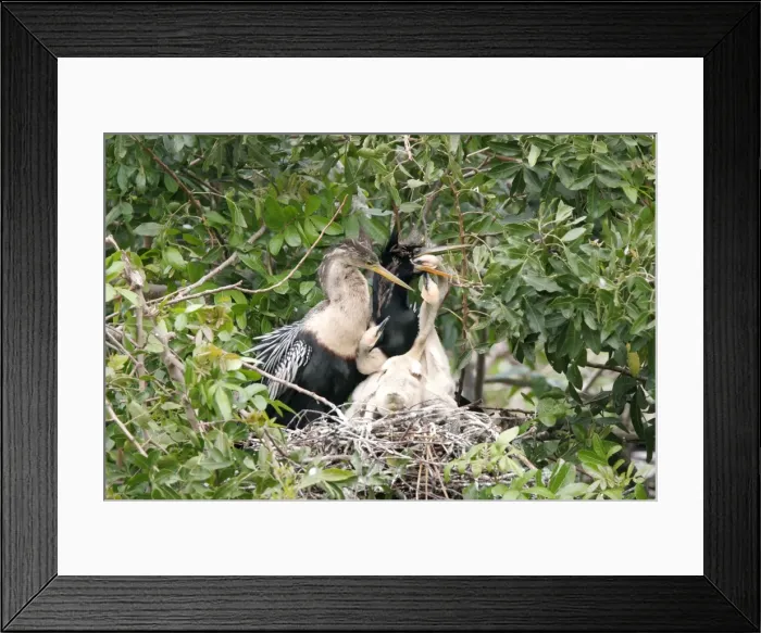 Framed Print : Anhinga - parents at nest feeding chicks Florida Framed Print : Anhinga - parents at nest feeding chicks Florida