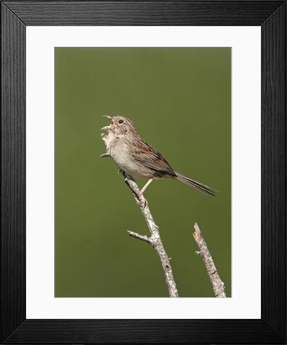 Framed Print : Bachman's Sparrow - singing on territory Florida, USA Framed Print : Bachman's Sparrow - singing on territory Florida, USA