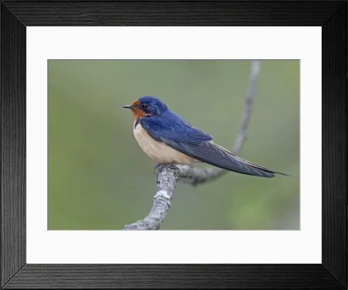 Framed Print : Barn Swallow - in breeding plumage USA Framed Print : Barn Swallow - in breeding plumage USA