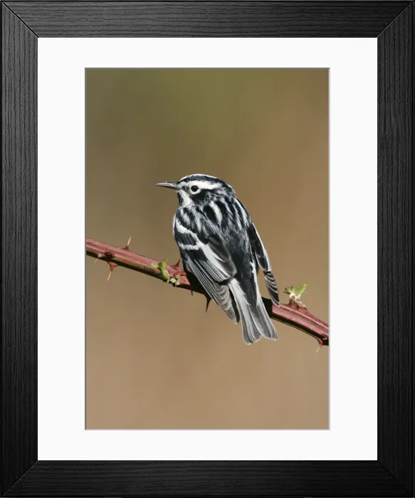 Framed Print : Black & White Warbler Framed Print : Black & White Warbler
