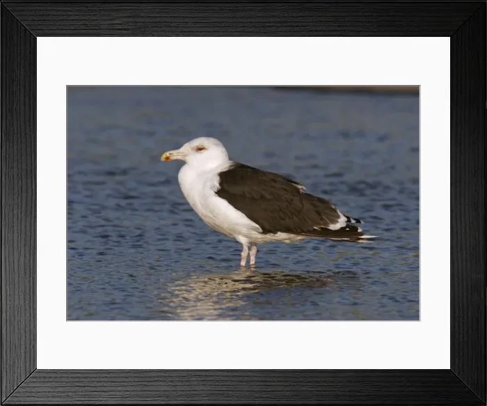 Framed Print : Great Black-backed Gull - Immature