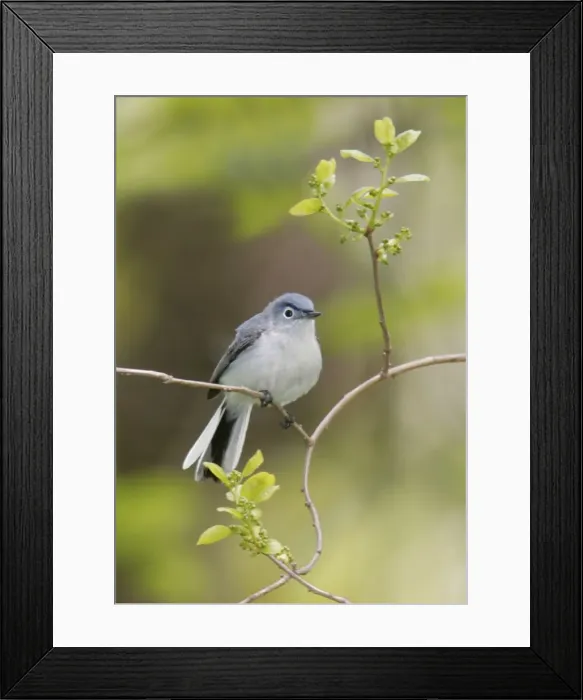 Framed Print : Blue-gray Gnatcatcher Connecticut Framed Print : Blue-gray Gnatcatcher Connecticut