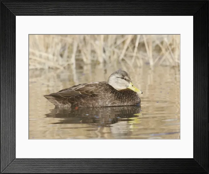 Framed Print : American Black Duck