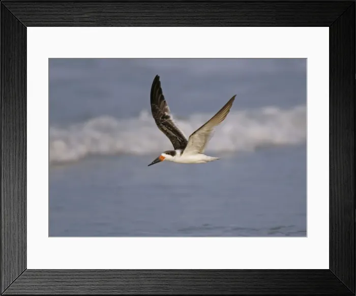 Framed Print : Black Skimmer Cape May, NJ, USA Framed Print : Black Skimmer Cape May, NJ, USA