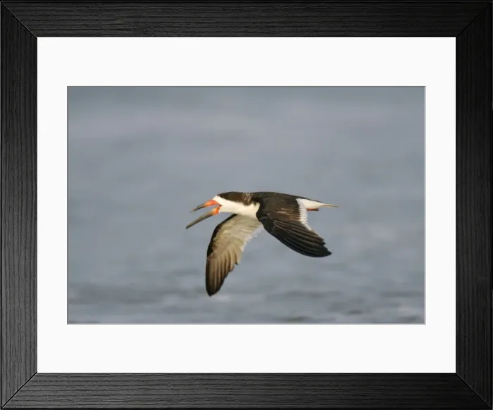 Framed Print : Black Skimmer Cape May, NJ, USA Framed Print : Black Skimmer Cape May, NJ, USA