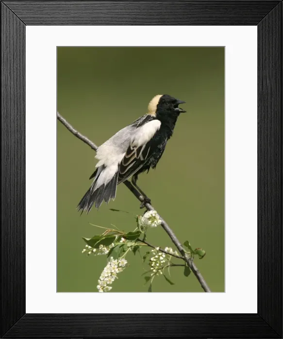Framed Print : Bobolink - male on territory Connecticut, USA Framed Print : Bobolink - male on territory Connecticut, USA