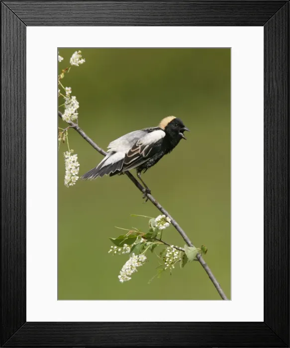 Framed Print : Bobolink - male on territory Connecticut, USA Framed Print : Bobolink - male on territory Connecticut, USA