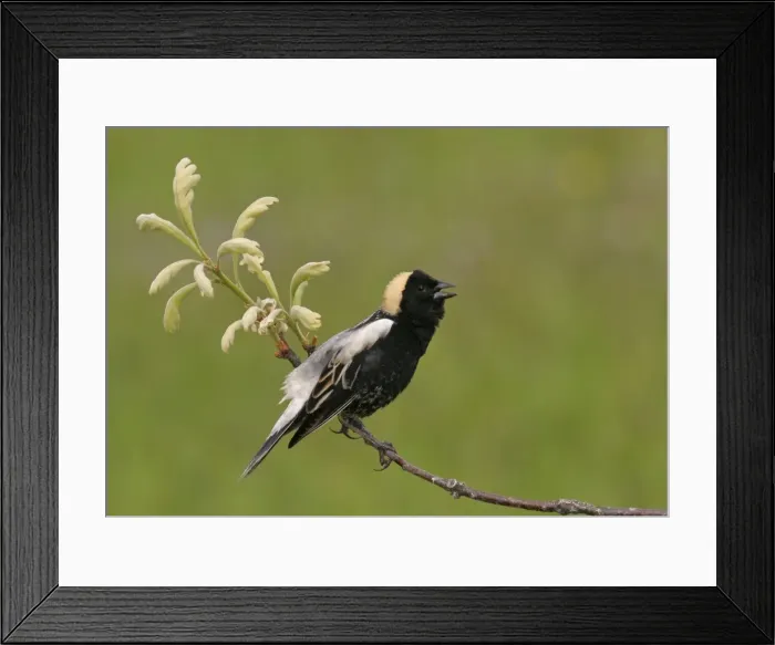 Framed Print : Bobolink - male on territory Connecticut, USA Framed Print : Bobolink - male on territory Connecticut, USA
