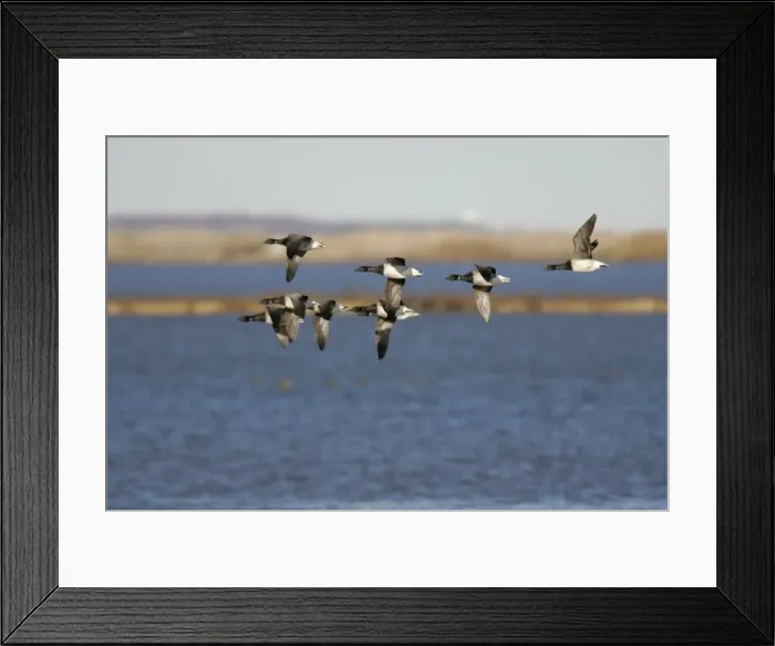 Framed Print : Brant Geese Framed Print : Brant Geese