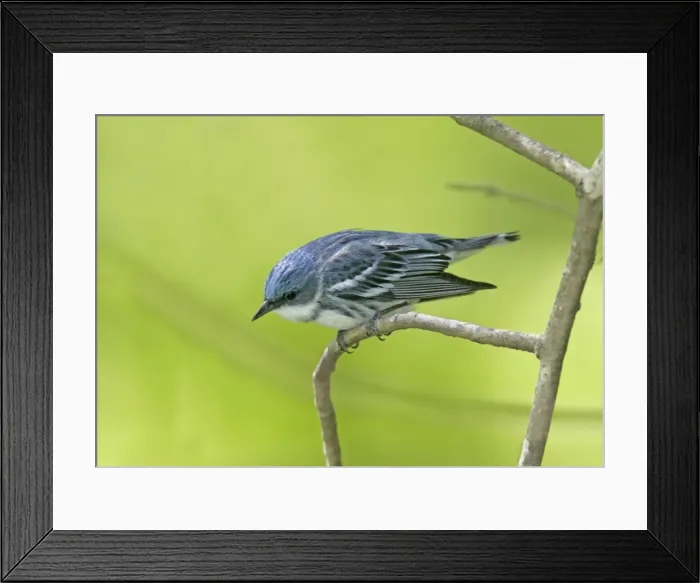 Framed Print : Cerulean Warbler Connecticut, USA Framed Print : Cerulean Warbler Connecticut, USA