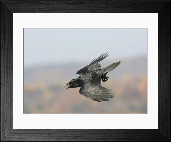 Framed Print : Common Raven - Ravens are found mainly in mountainous areas but have been expanding their range in recent years. They typically nest on cliffs in the east where this was photographed in southern Connecticut Framed Print : Common Raven - Ravens are found mainly in mountainous areas but have been expanding their range in recent years. They typically nest on cliffs in the east where this was photographed in southern Connecticut