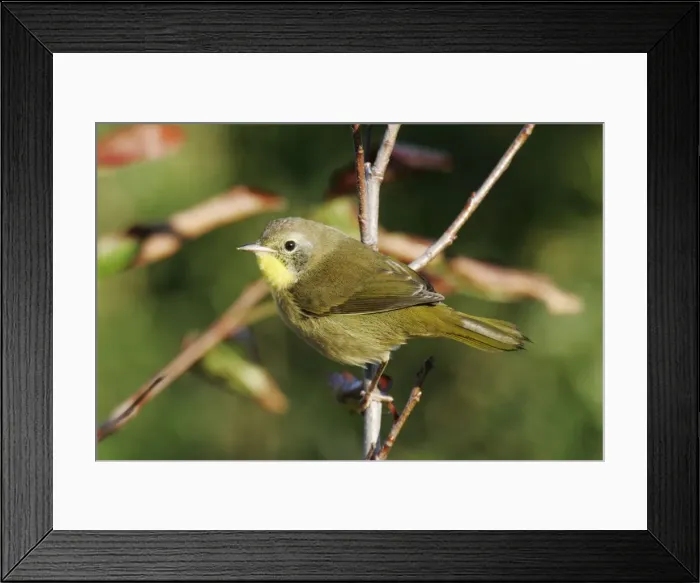 Framed Print : Common Yellowthroat - immature male Framed Print : Common Yellowthroat - immature male