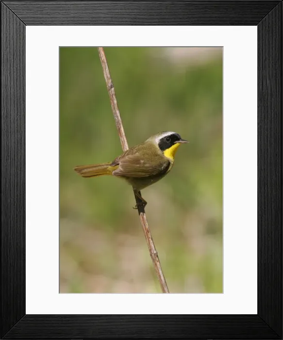 Framed Print : Common Yellowthroat Framed Print : Common Yellowthroat