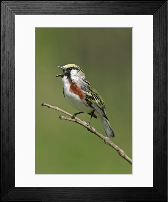 Framed Print : Chestnut-sided Warbler Framed Print : Chestnut-sided Warbler