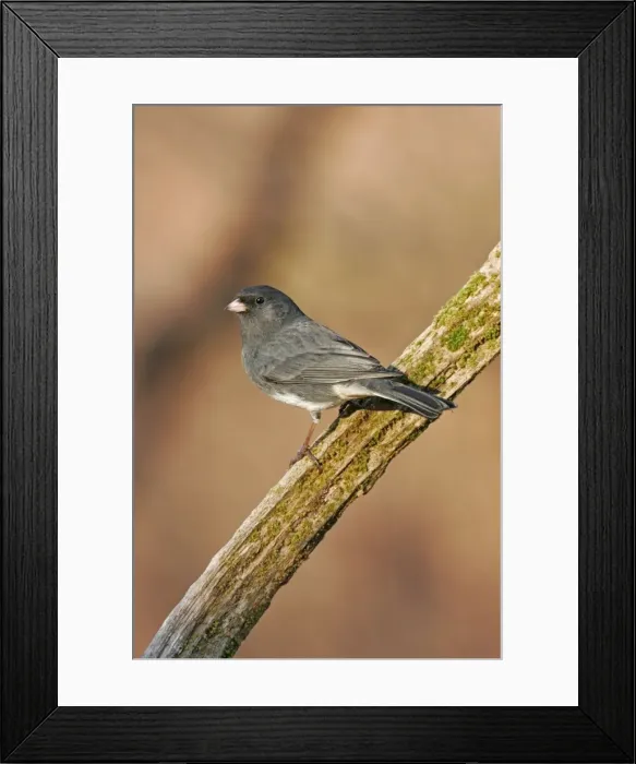 Framed Print : Dark-eyed Junco