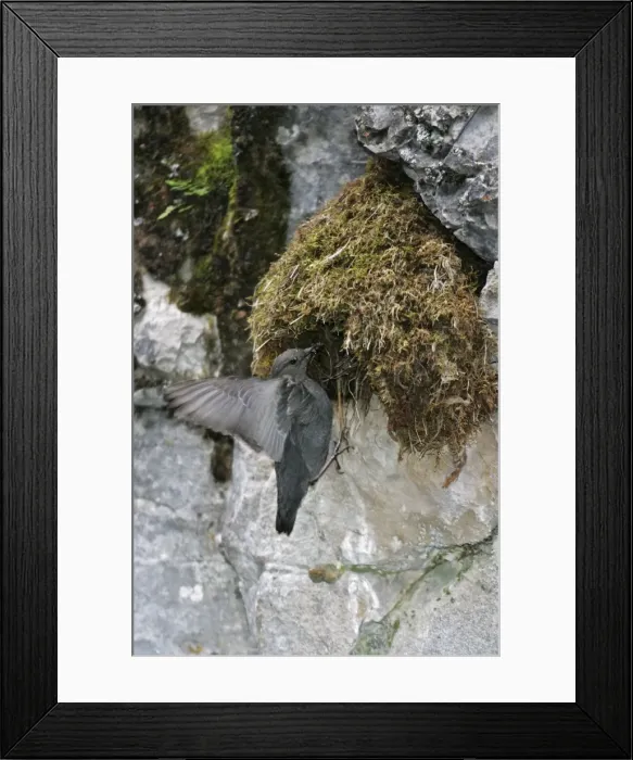 Framed Print : American Dipper - at it's streamside nest Yellowstone National Park Framed Print : American Dipper - at it's streamside nest Yellowstone National Park