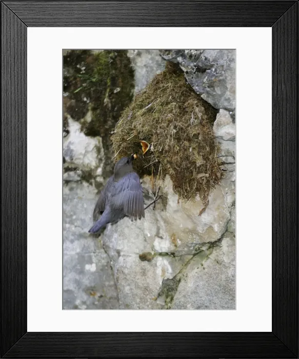 Framed Print : American Dipper - at it's streamside nest Yellowstone National Park Framed Print : American Dipper - at it's streamside nest Yellowstone National Park