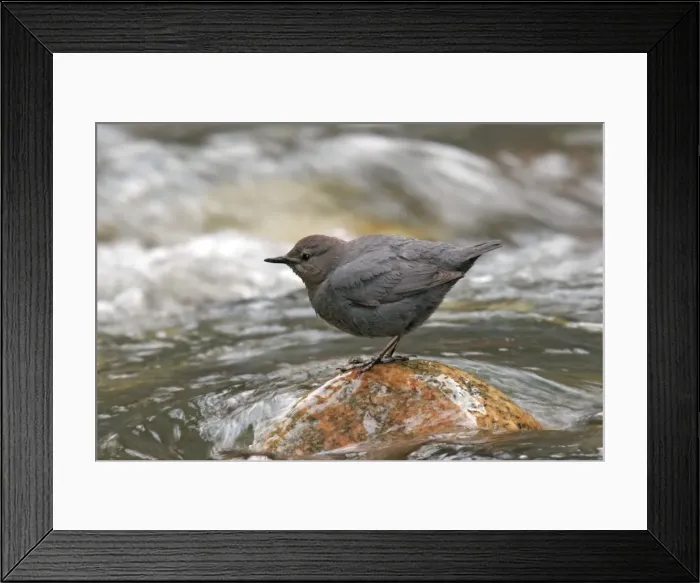 Framed Print : American Dipper Yellowstone National Park, Wyoming, USA Framed Print : American Dipper Yellowstone National Park, Wyoming, USA