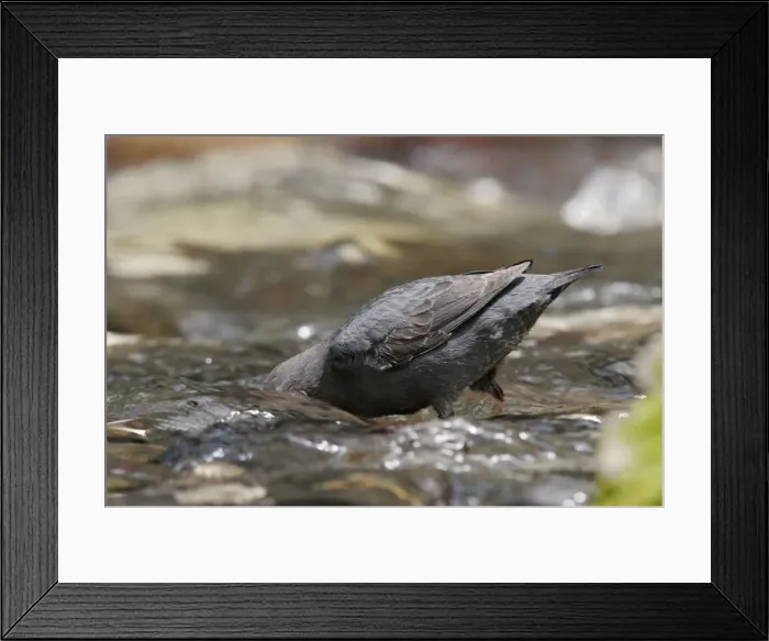 Framed Print : American Dipper - foraging Yellowstone National Park, Wyoming, USA Framed Print : American Dipper - foraging Yellowstone National Park, Wyoming, USA