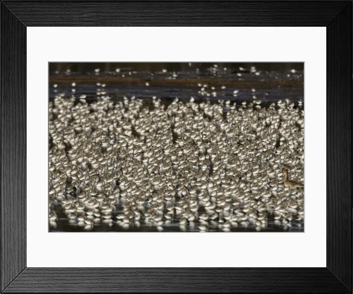 Framed Print : Dunlin Bombay Hook National Wildlife Refuge, DE Framed Print : Dunlin Bombay Hook National Wildlife Refuge, DE