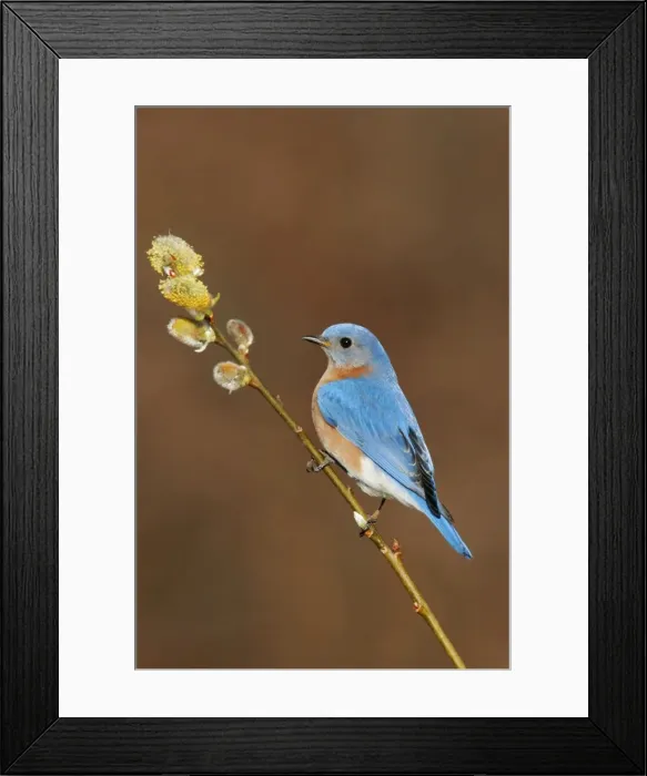 Framed Print : Eastern Bluebird male Hamden, CT, USA Framed Print : Eastern Bluebird male Hamden, CT, USA