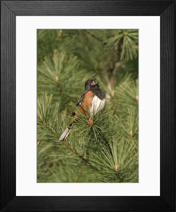Framed Print : Eastern Towhee - male Connecticut, USA Framed Print : Eastern Towhee - male Connecticut, USA