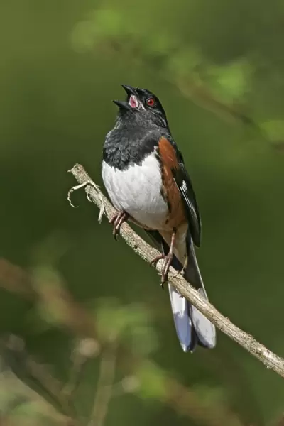 Eastern Towhee - male Connecticut, USA
