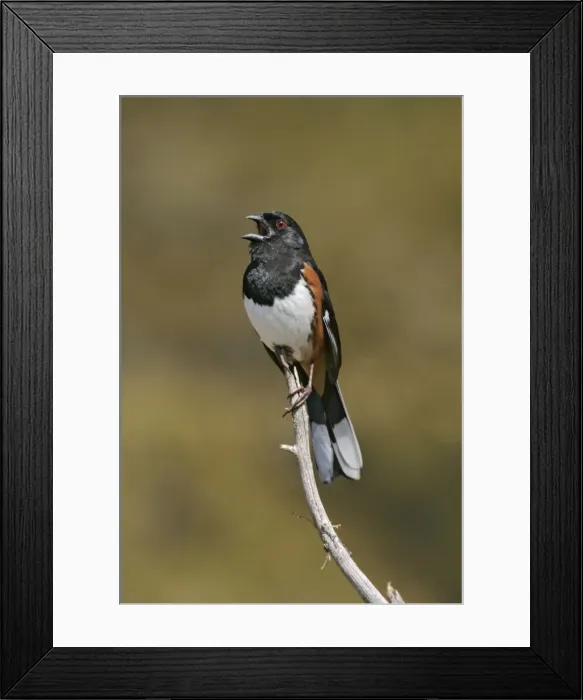 Framed Print : Eastern Towhee - male Connecticut Framed Print : Eastern Towhee - male Connecticut