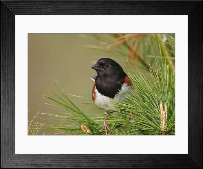 Framed Print : Eastern Towhee - male Connecticut, USA Framed Print : Eastern Towhee - male Connecticut, USA