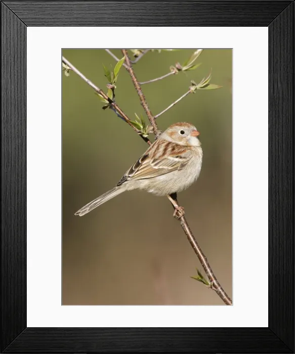 Framed Print : Field Sparrow Connecticut, USA Framed Print : Field Sparrow Connecticut, USA