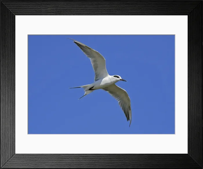 Framed Print : Forster's Tern Brigantine NWR, New Jersey, USA Framed Print : Forster's Tern Brigantine NWR, New Jersey, USA