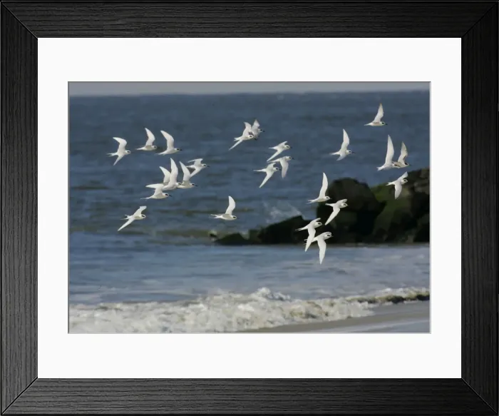 Framed Print : Forster's Tern New Jersey, USA Framed Print : Forster's Tern New Jersey, USA