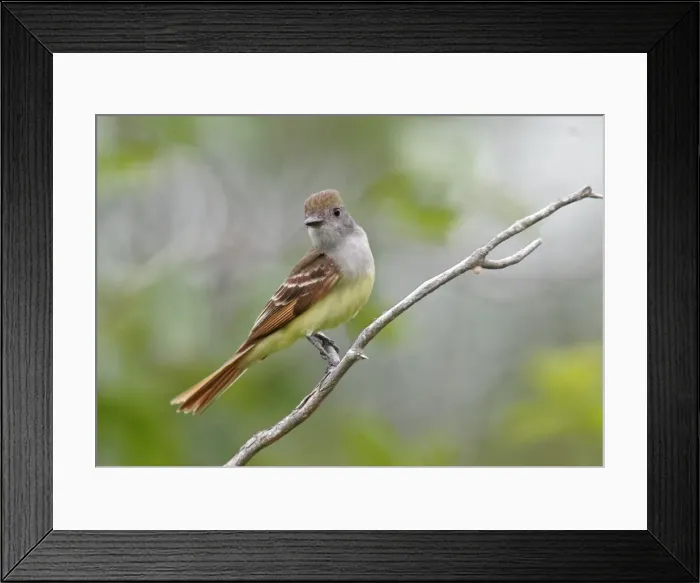 Framed Print : Great-crested Flycatcher - spring Connecticut, USA