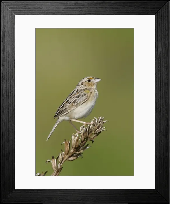 Framed Print : Grasshopper Sparrow - on territory Connecticut, USA Framed Print : Grasshopper Sparrow - on territory Connecticut, USA