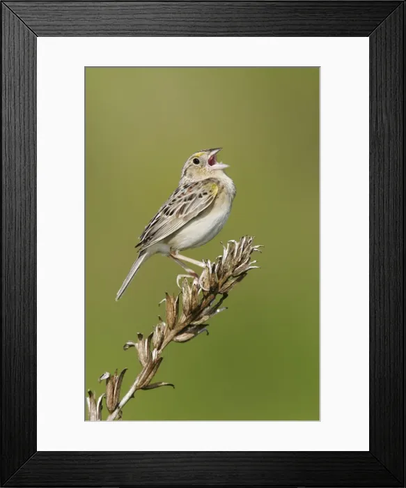 Framed Print : Grasshopper Sparrow - on territory Connecticut, USA Framed Print : Grasshopper Sparrow - on territory Connecticut, USA