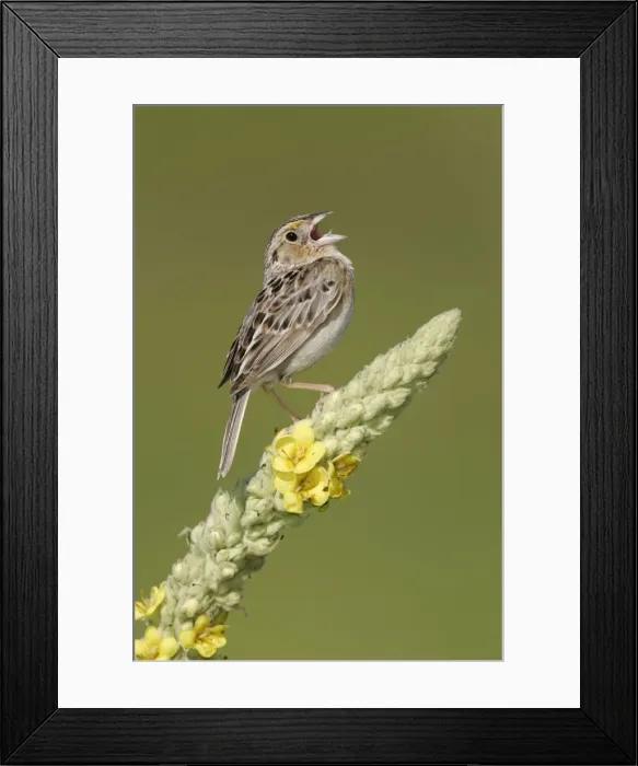 Framed Print : Grasshopper Sparrow - on territory Connecticut, USA Framed Print : Grasshopper Sparrow - on territory Connecticut, USA