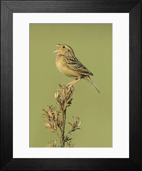 Framed Print : Grasshopper Sparrow - on territory Connecticut, USA Framed Print : Grasshopper Sparrow - on territory Connecticut, USA