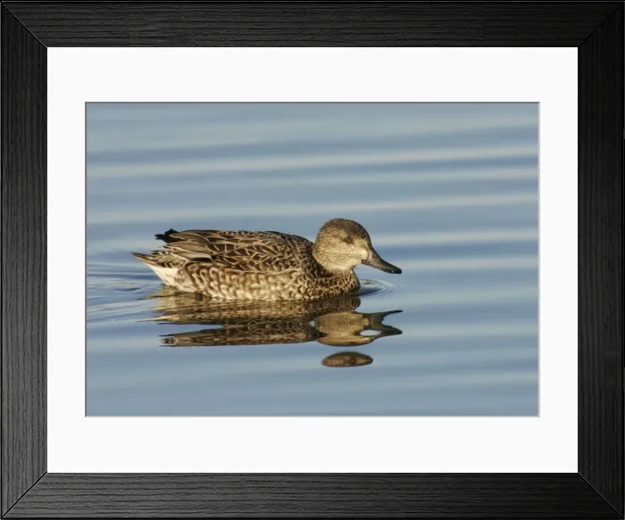 Framed Print : Green-winged Teal - female Bombay Hook National Wildlife Refuge, DE Framed Print : Green-winged Teal - female Bombay Hook National Wildlife Refuge, DE