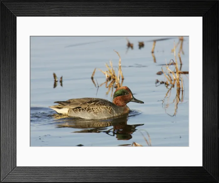 Framed Print : Green-winged Teal - male Bombay Hook National Wildlife Refuge, DE Framed Print : Green-winged Teal - male Bombay Hook National Wildlife Refuge, DE
