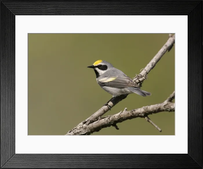 Framed Print : Golden-winged Warbler - Probably an impure bird with some Blue-winged Warbler blood in it. Connecticut, USA Framed Print : Golden-winged Warbler - Probably an impure bird with some Blue-winged Warbler blood in it. Connecticut, USA