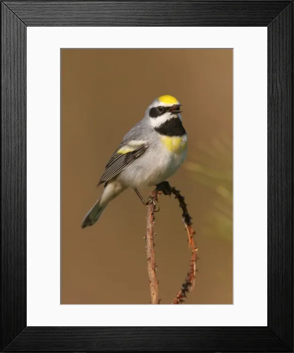 Framed Print : Golden-winged Warbler - This individual is probably impure and has a tint of Blue-winged warbler blood in it. The gold wingbars are washed out. Connecticut, USA Framed Print : Golden-winged Warbler - This individual is probably impure and has a tint of Blue-winged warbler blood in it. The gold wingbars are washed out. Connecticut, USA