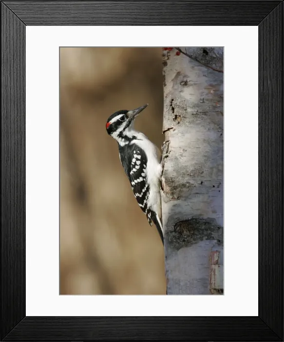Framed Print : Hairy Woodpecker - male Framed Print : Hairy Woodpecker - male