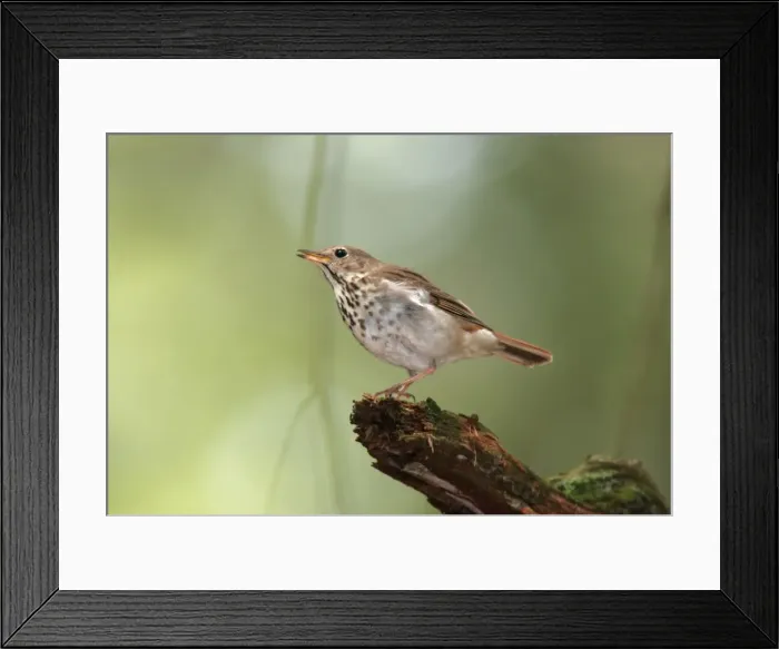 Framed Print : Hermit Thrush Hamden, Connecticut, USA Framed Print : Hermit Thrush Hamden, Connecticut, USA