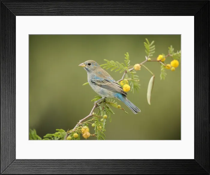 Framed Print : Indigo Bunting - molting male, February. Southern Florida, USA Framed Print : Indigo Bunting - molting male, February. Southern Florida, USA