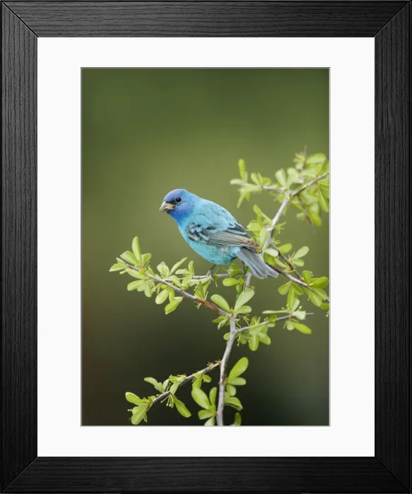 Framed Print : Indigo Bunting - male Spring, Connecticut, USA Framed Print : Indigo Bunting - male Spring, Connecticut, USA
