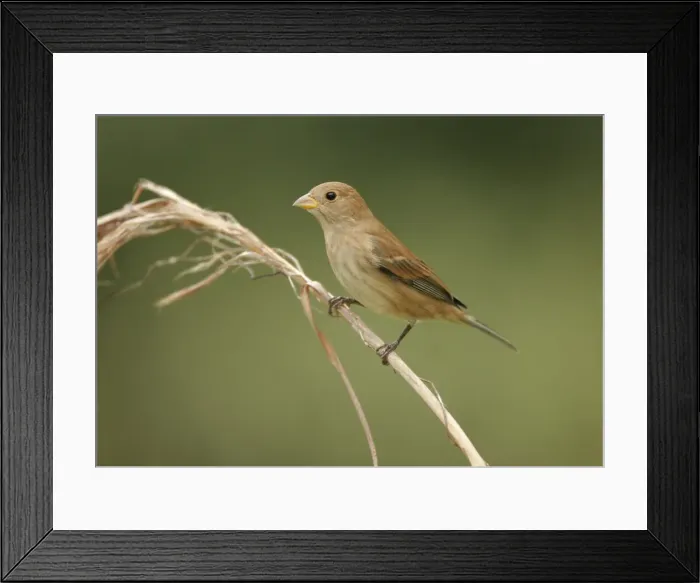 Framed Print : Indigo Bunting - February. Southern Florida, USA Framed Print : Indigo Bunting - February. Southern Florida, USA